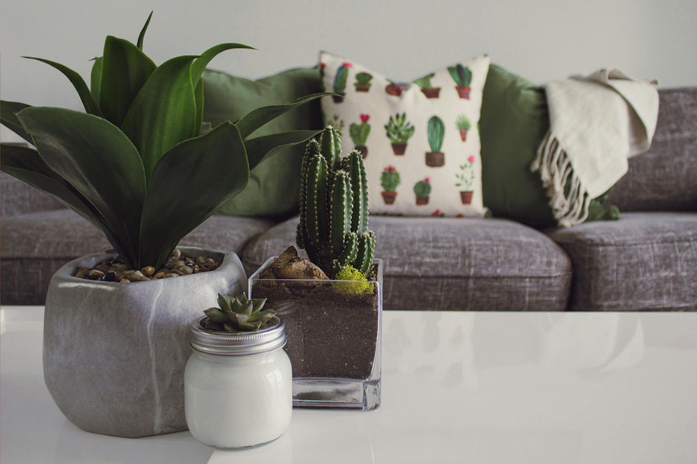 Everyday Plants