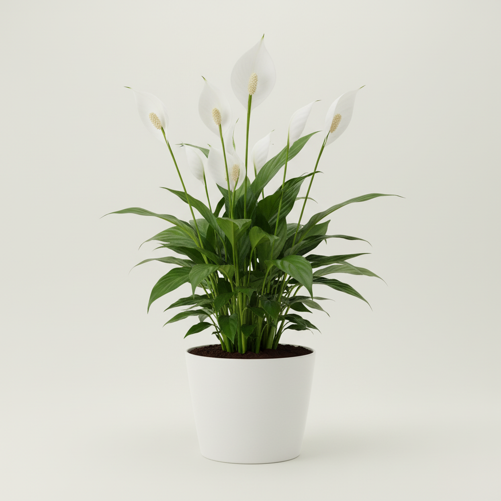 Peace Lily (Spathiphyllum)