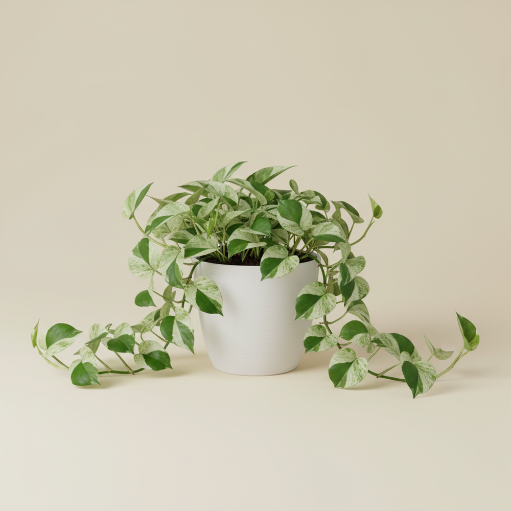 Pothos - Marble Queen