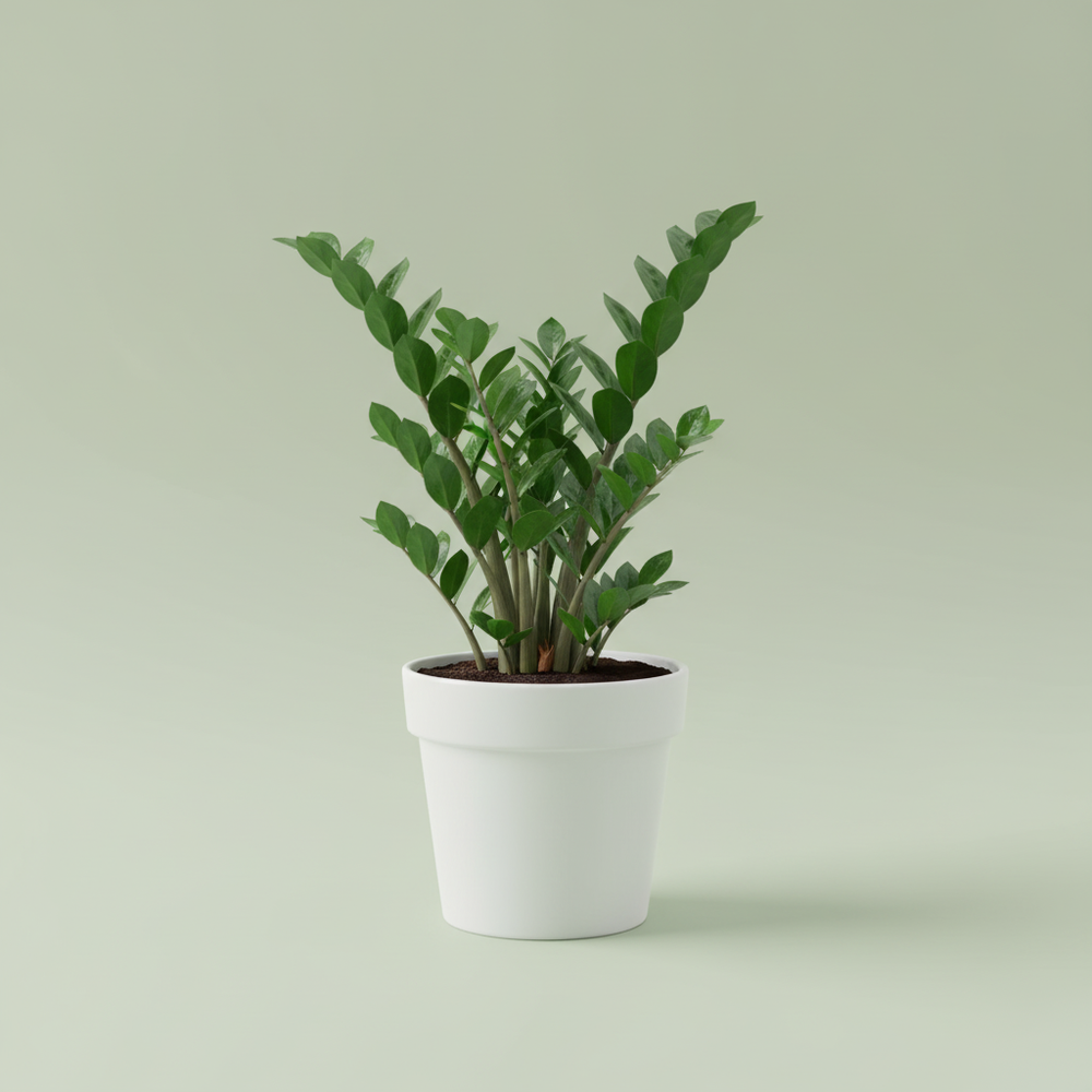ZZ Plant